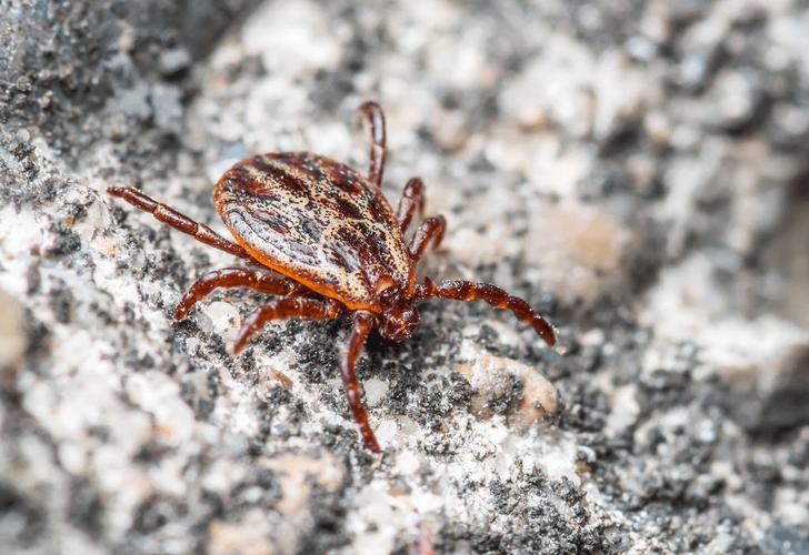 河南信阳蜱虫病疫情致3死1住院，皆因接触同一死者