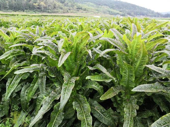 福建这些履职身影超亮眼！还有永安莴苣滞销原因咋回事？