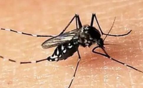 新加坡登革热疫情严重，病例超2万，单周纪录创新高