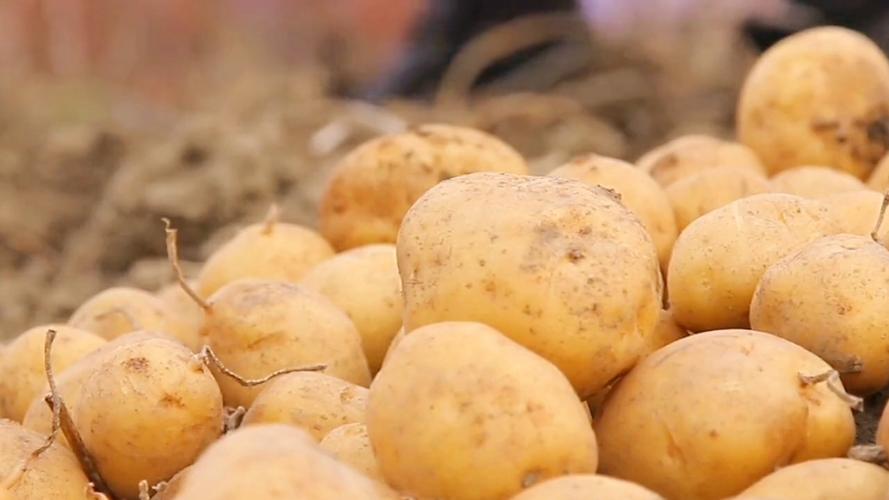 大庆市监局拟罚土豆经营部30万，因其哄抬物价引争议