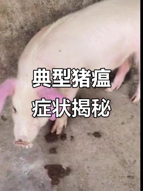 2025年12月哪些地方有猪瘟？猪瘟是真的还是谣言？
